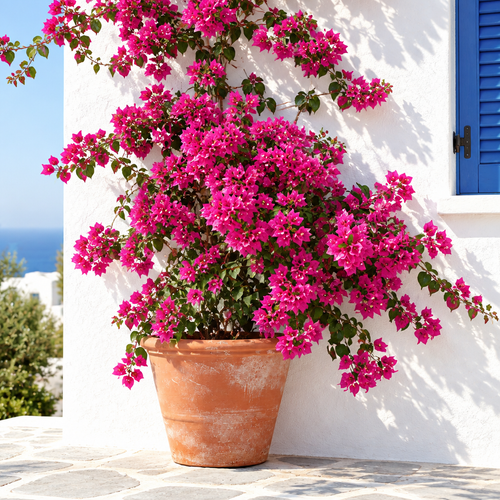 Buganvilla en pared