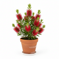 CALLISTEMON