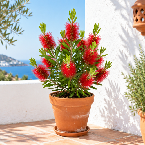 Callistemon en terraza