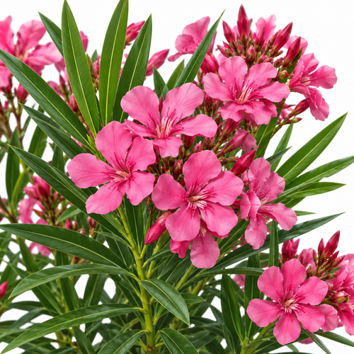 Detalle flores adelfa
