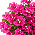 Detalle flores buganvilla