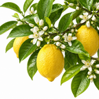 Detalle limonero