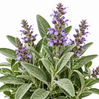Detalle salvia