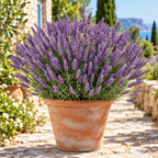 Lavanda en jardín
