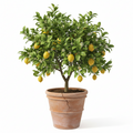 LIMONERO