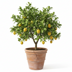 Zitronenbaum