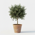 Olivo – Árbol mediterráneo en maceta o jardín