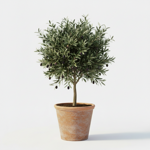 Olivo – Árbol mediterráneo en maceta o jardín