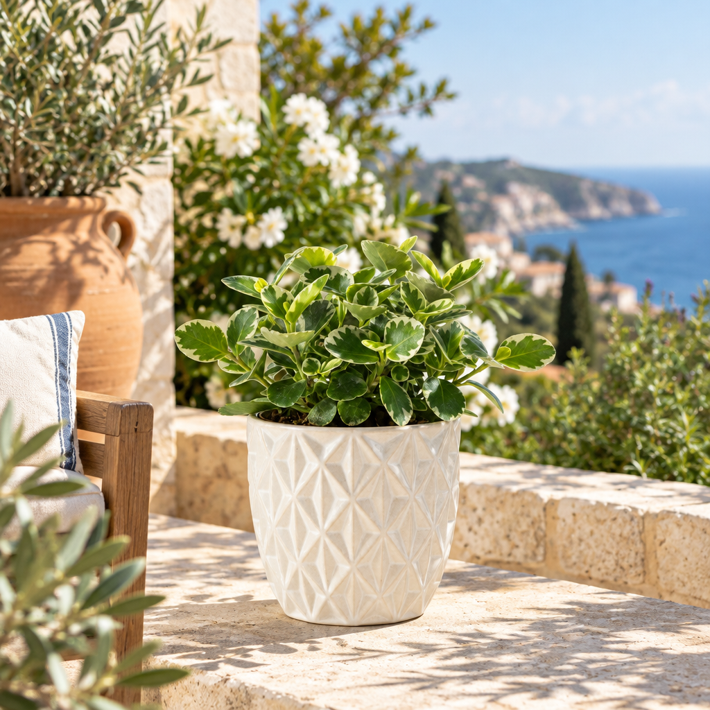 Pittosporum en terraza