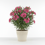 Adelfa – Arbusto ornamental mediterráneo para jardín y terraza