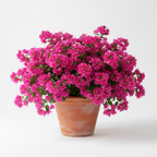 Buganvilla – Planta trepadora con flor para jardín y terraza