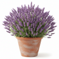 LAVANDA