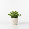 PITTOSPORUM