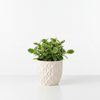 Pittosporum – Arbusto ornamental perenne para setos y jardín