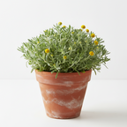 Santolina – Planta aromática mediterránea para bordes y rockallas