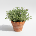 TEUCRIUM