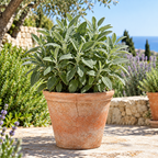 Salvia en jardín