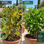 Sanidad vegetal antes y después 1