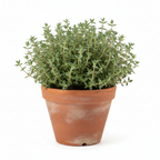 Tomillo – Planta aromática y culinaria para jardín o maceta